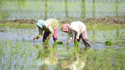 Female labourers planting rice near Vijaywada (Suman Reddy D/TOI,BCCL,VIJAYAWADA)
