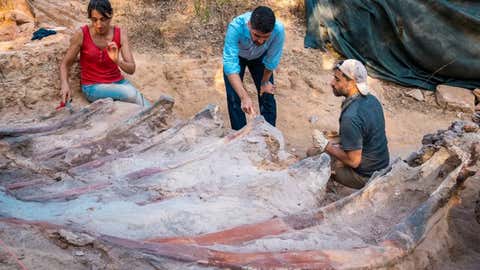 The excavation campaign at the Monte Agudo paleontological site (Pombal, Portugal) resulted in the extraction of part of the fossilized skeleton of a large sauropod dinosaur.