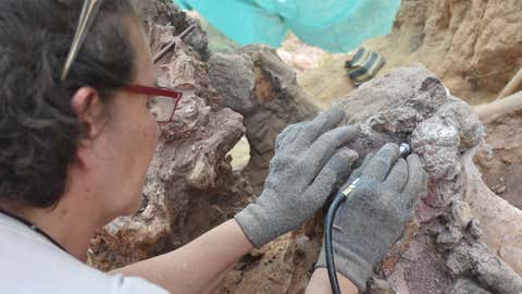 The excavation campaign at the Monte Agudo paleontological site (Pombal, Portugal) resulted in the extraction of part of the fossilized skeleton of a large sauropod dinosaur.