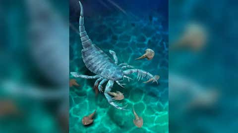 A reconstruction of the ‘Terropterus xiushanensis’ sea scorpion. (Nanjing Institute of Geology and Palaeontology)