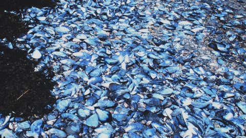 Mussel shells and seaweed on a beach (William Folsom/NOAA)