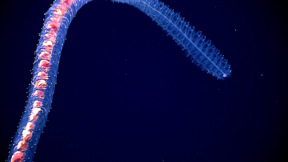 Researchers Discover Longest Sea Organism Ever In Deep Canyons Of Western Australia The Weather Channel Articles From The Weather Channel Weather Com