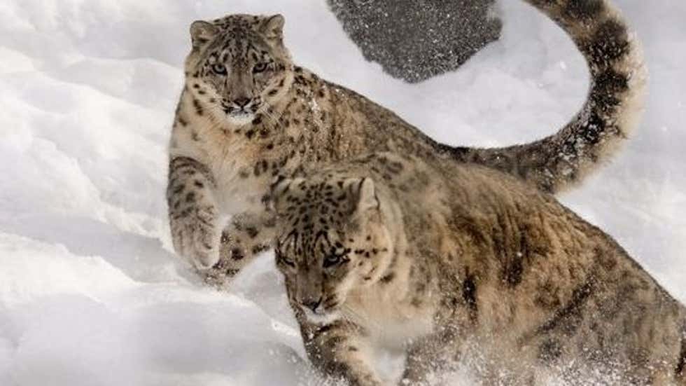 Despite Challenges, Healthy Population of Snow Leopards Documented in