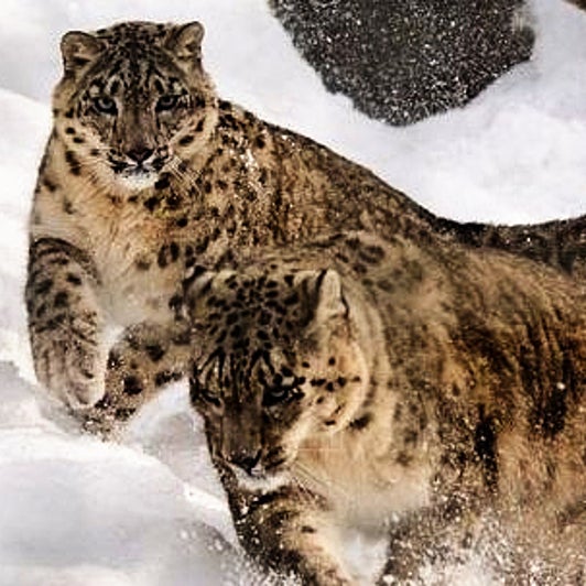 Snow Leopard And Black Necked Cranes Have Been Named Ladakh S State Animal And Bird The Weather Channel Articles From The Weather Channel Weather Com Snow Leopard And Black Necked Cranes Have Been Named Ladakh S State Animal And Bird The Weather Channel Articles From The Weather Channel Weather Com