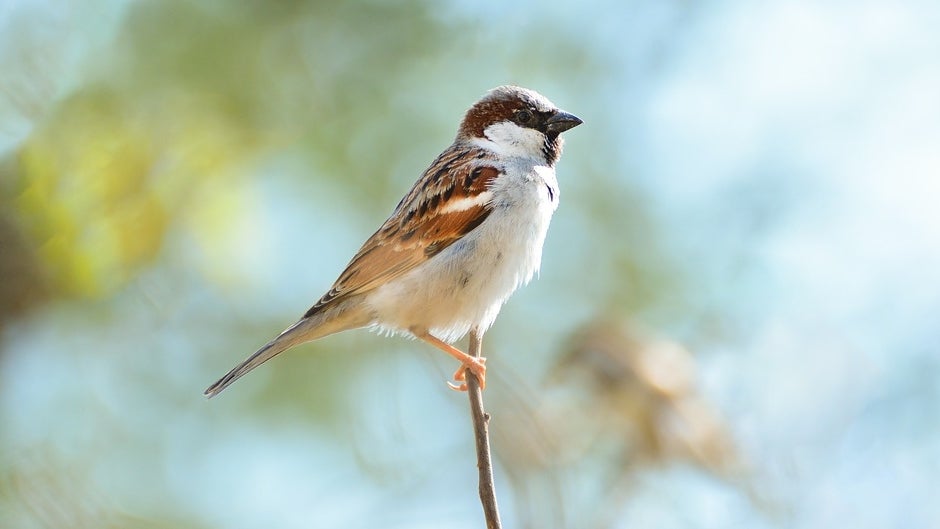 World Sparrow Day Why We Need To Save These Ubiquitous Little