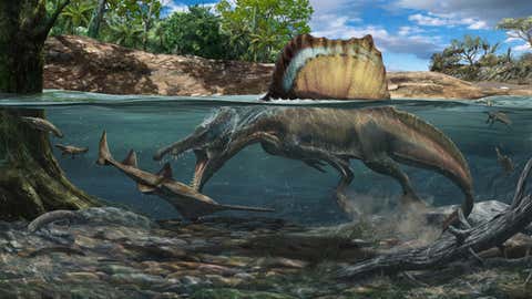Illustration of a Spinosaurus hunting its prey underwater. (Davide Bonadonna/ Fabbri, M., et al.)