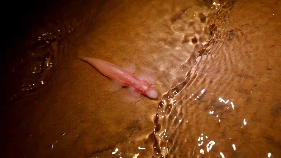 Researchers Find 11 New Fish Species Capable Of Walking On Land The Weather Channel Articles From The Weather Channel Weather Com