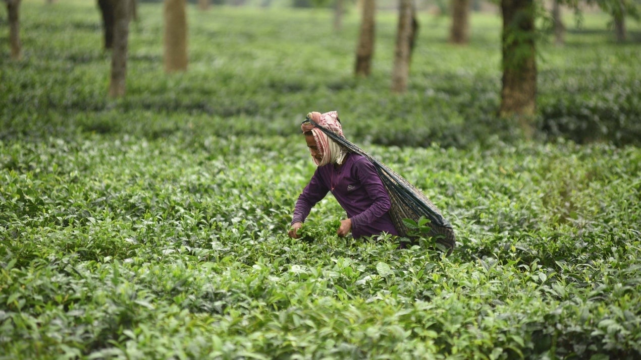 File photo: A worker plucks leaves at a tea garden in Assam's Nagaon district (IANS)