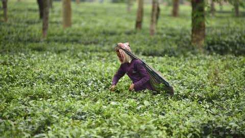 India, Other Tea Producing Nations are Facing Myriad Production Issues Due to Climate Change: Report 1 File photo: A worker plucks leaves at a tea garden in Assam's Nagaon district (IANS)