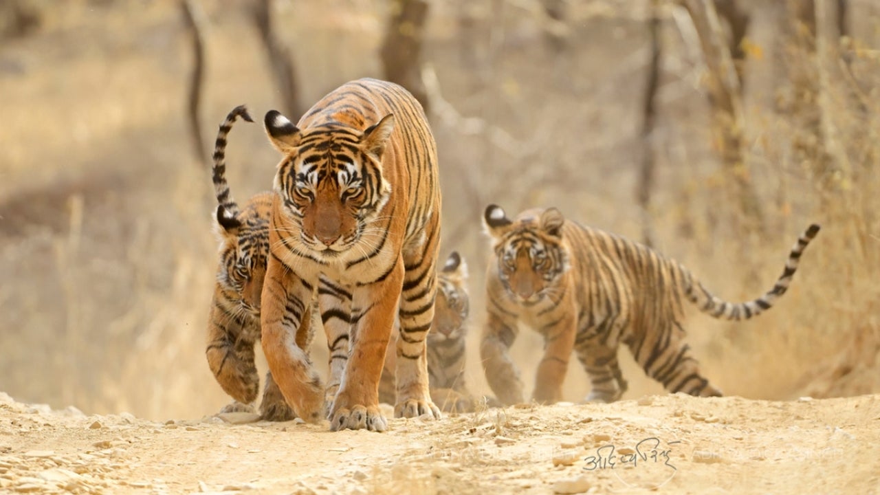 Tiger Overpopulation in Rajasthan's Ranthambore National Park ...