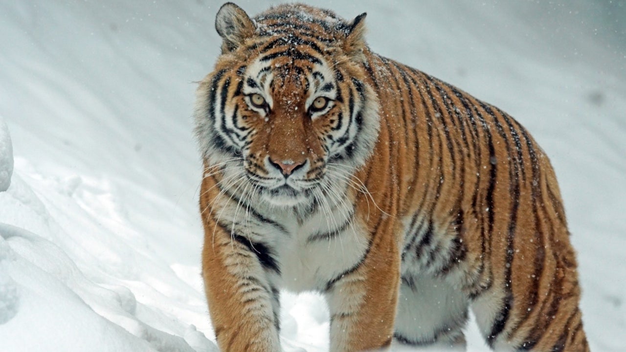Tigers Discovered on Snow-covered Mountains in Arunachal Pradesh ...