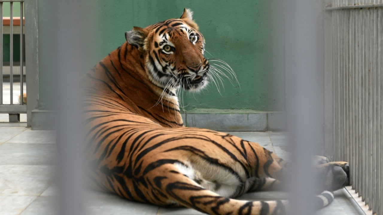 Coronavirus Tiger At New York S Bronx Zoo Tests Positive South China Morning Post