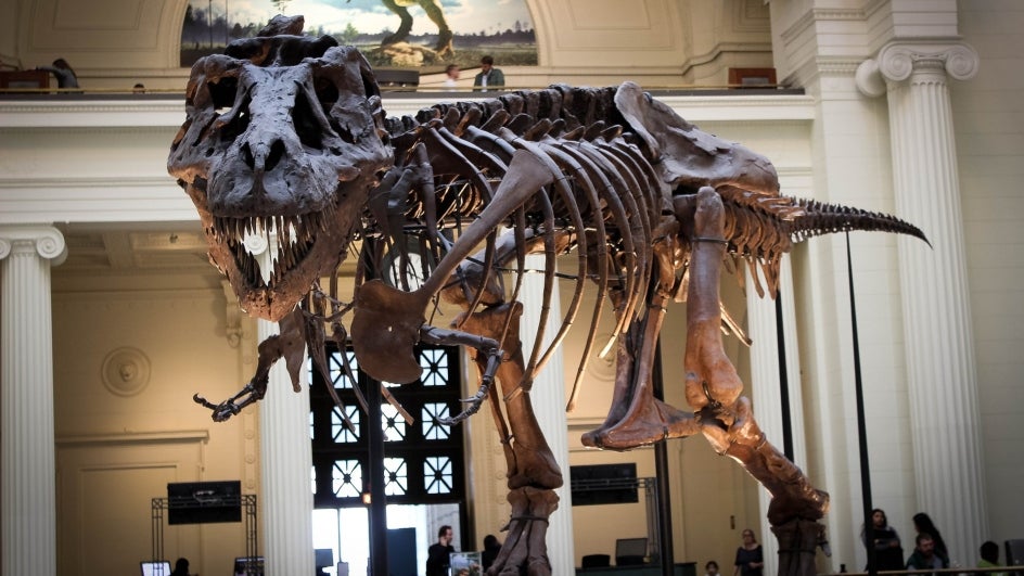 T Rex Had Air Conditioning System In Its Head Study The Weather