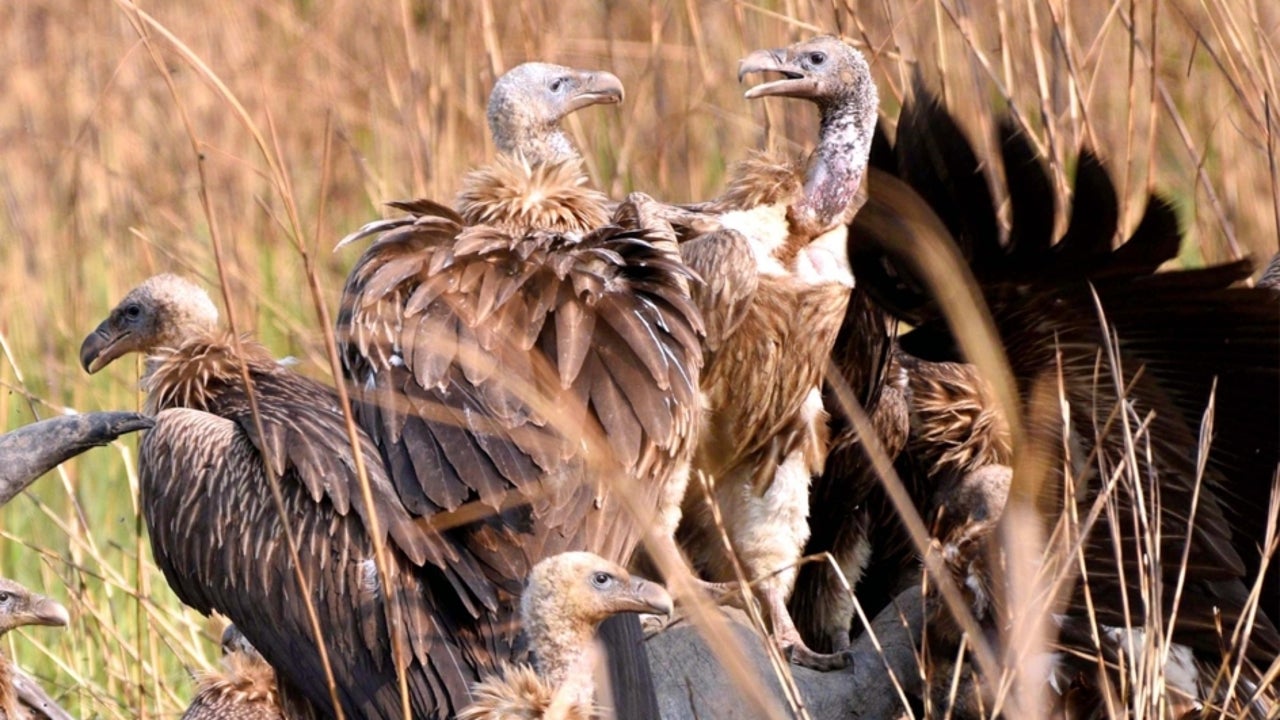 Tamil Nadu Seeks Support of Kerala, Karnataka For Vulture Survey ...
