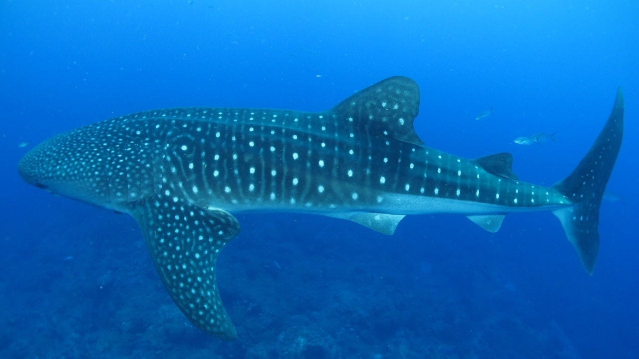 A Whale Shark—the World's Largest Fish—Rescued from a Vishakhapatnam Beach by Local Fishermen, Forest Department | The Weather Channel - Articles from The Weather Channel | weather.com