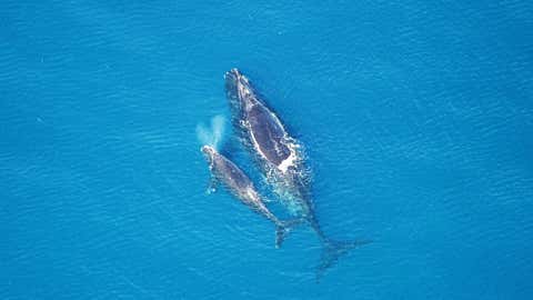 A right whale with its calf. (NOAA)