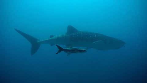 A whale. (IANS)