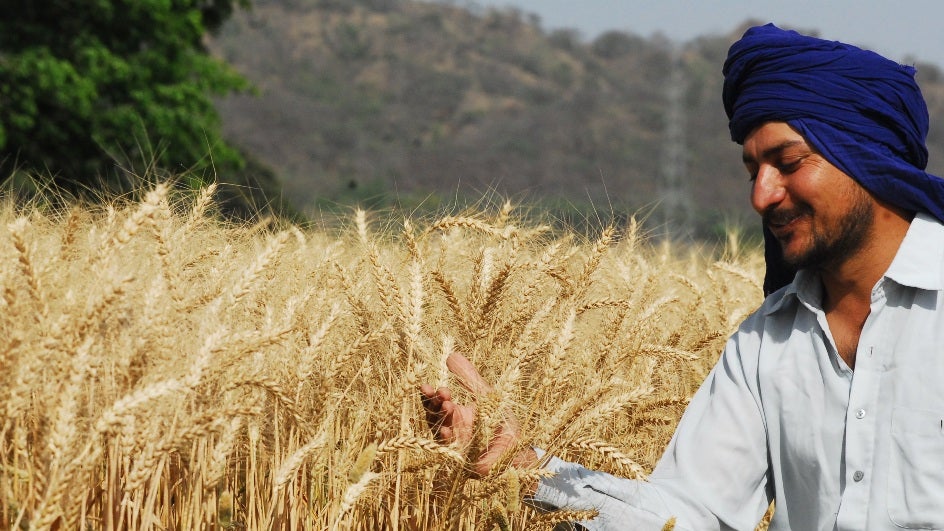 пшеничные поля в индии. уборка пшеницы в индии. сельскохозяйственные культуры. сельское хозяйство индии. пшеничные поля в индии.
