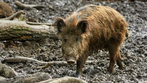 A wild pig. (The University of Queensland)