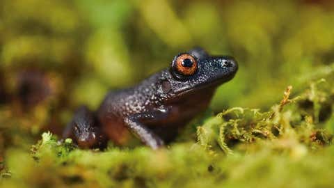 The “Devil-Eyed” frog (Oreobates Zongoensis), which was previously known only from a single individual observed more than 20 years ago in the Zongo Valley, was rediscovered on the Zongo rap expedition in Bolivia.