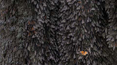 Nature inFocus Photography Contest 2021: Winning Photos Announced! (PHOTOS) 4 Nature inFocus Photography Contest 2021: Winning Photos Announced! (PHOTOS) 4