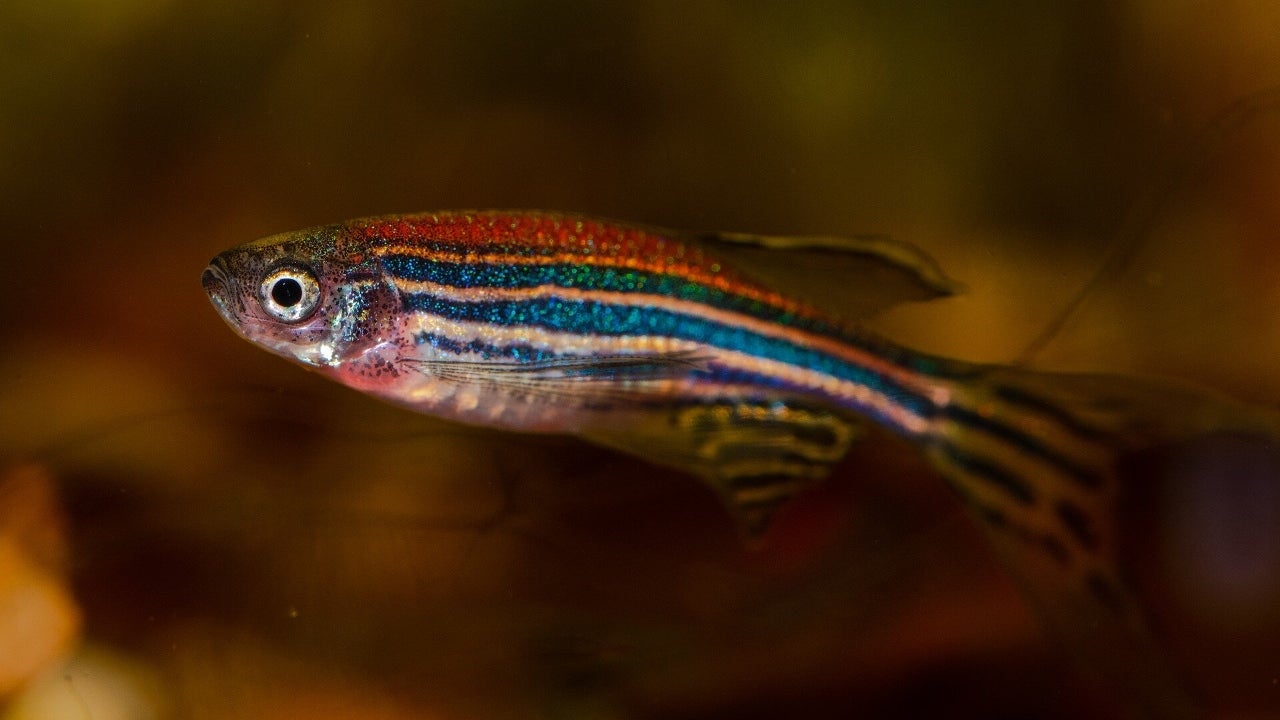 Zebra Fish