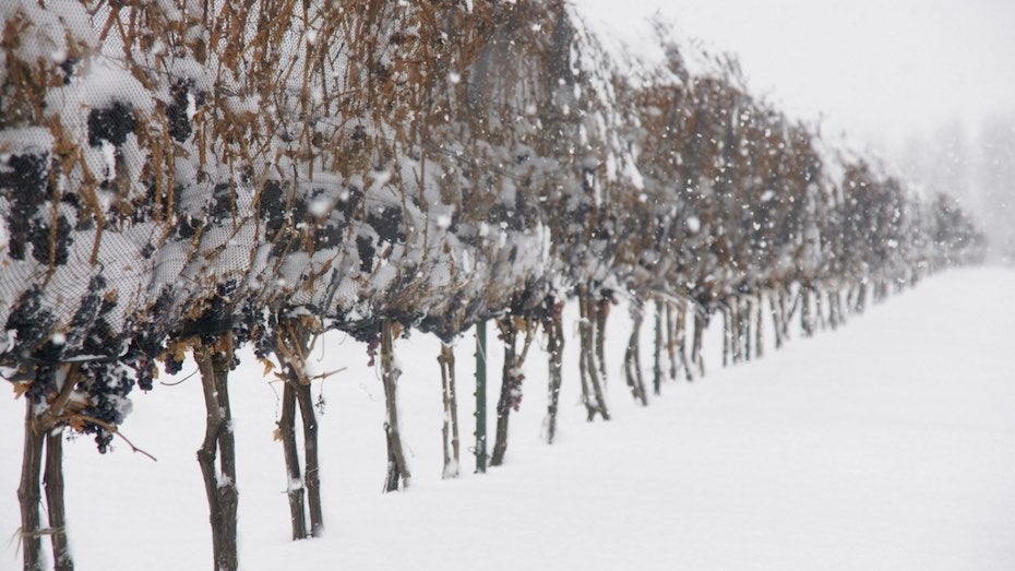 Ice-wine grapes bundled for protection from birds