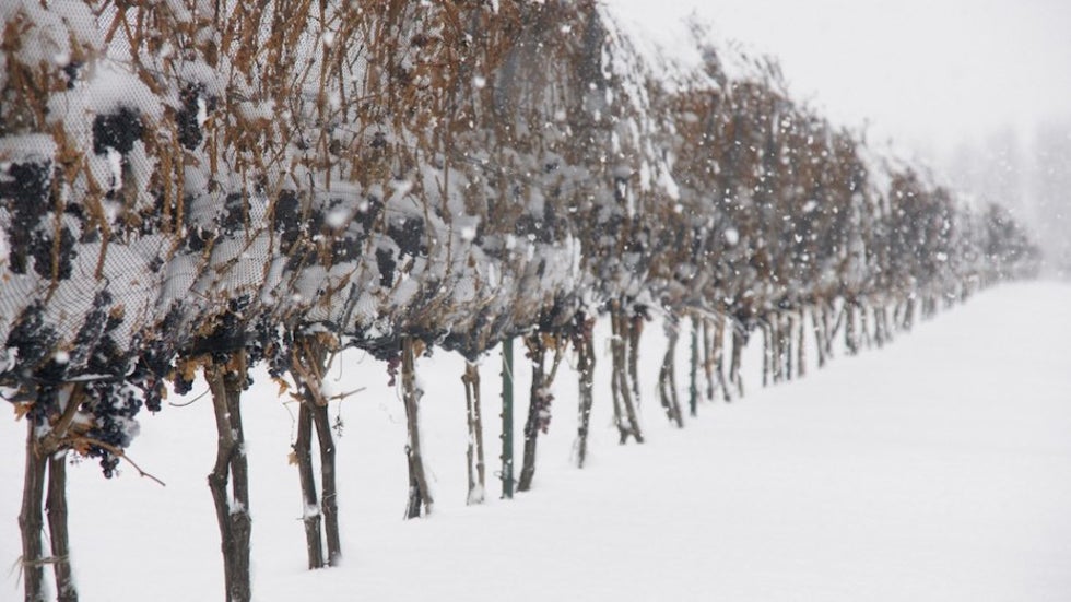 Ice-wine grapes bundled for protection from birds