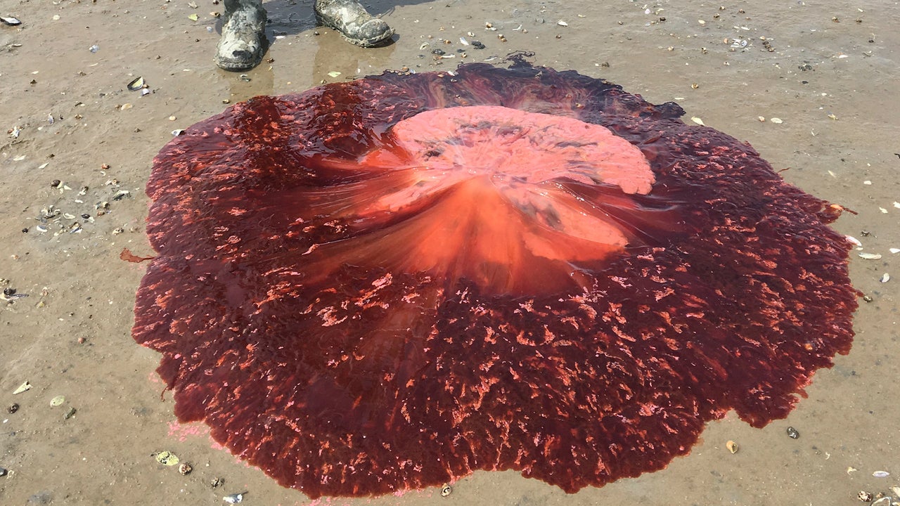 Giant Red Jellyfish Wash Ashore In Maine The Weather Channel