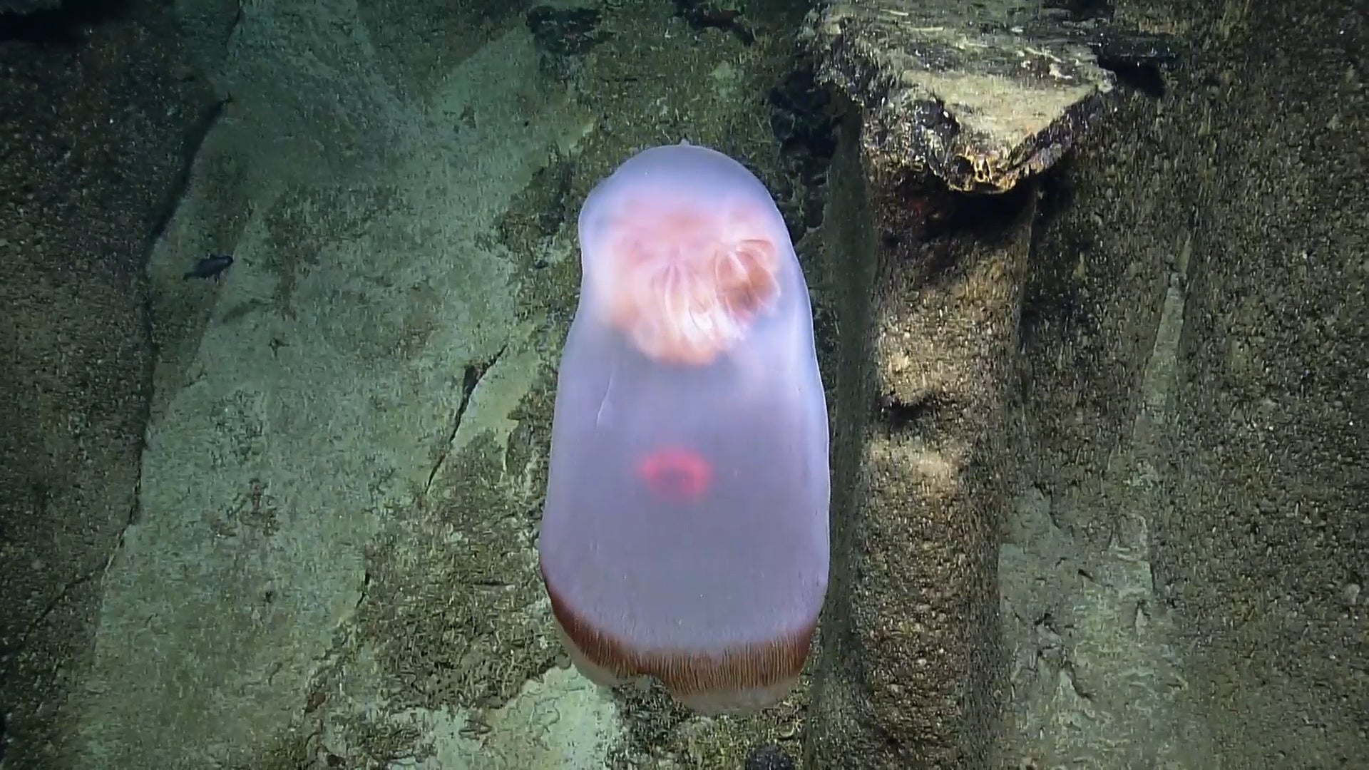 Rare Sighting Spotted 2,500 Feet Below Surface Videos from The