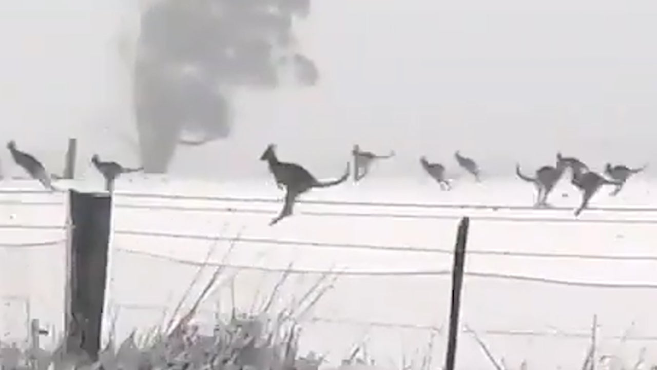 Cambio climático: captan a una manada de canguros saltando en la nieve en Australia image kangaroo 3
