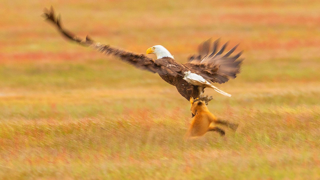 A Fox And An Eagle Fight Over A Rabbit In Mid Air Who Will