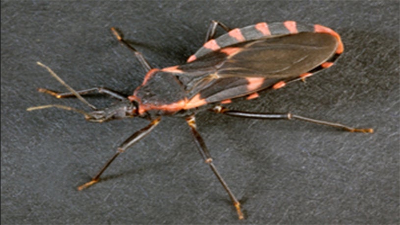 CDC: 'Kissing Bugs' Might Be Spreading North