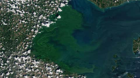 This past July, a severe bloom of blue-green algae began spreading across the western half of Lake Erie. It eventually grew to 620 square miles. (NASA Earth Observatory image by Joshua Stevens, using Landsat data from the U.S. Geological Survey)