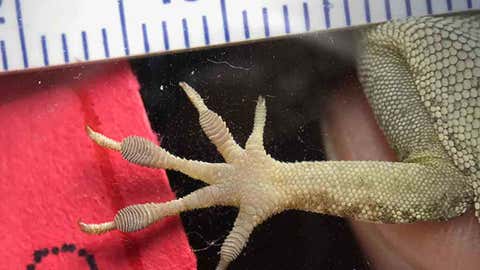 Hold on Tight: Researchers Say Caribbean Lizards Grow Bigger Toes to ...