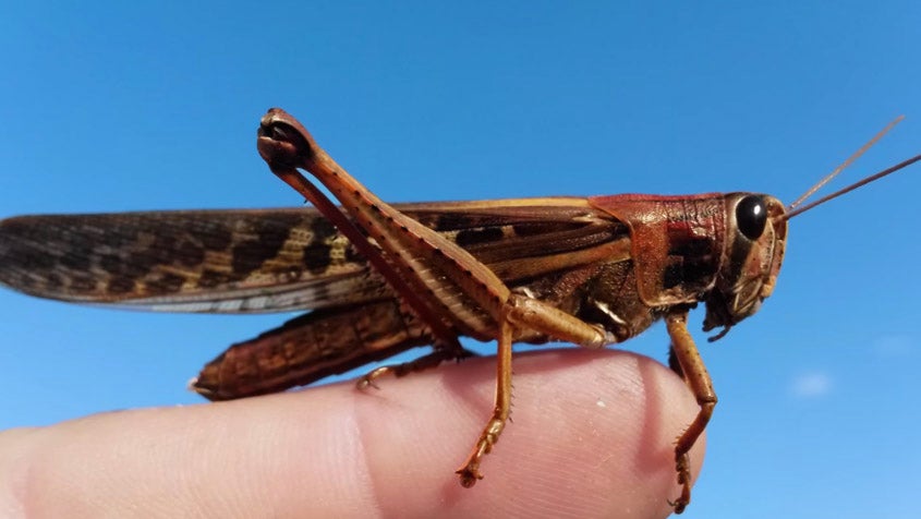 Locusts Threaten to Devastate Argentinian Agriculture The Weather Channel