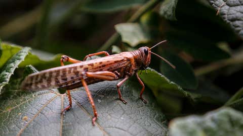 A locust lands on a plant leaf at a farm in Elburgon, in Nakuru county, Kenya on March 17, 2021. It's the beginning of the planting season in Kenya, but delayed rains have brought a small amount of optimism in the fight against the locusts, which pose an unprecedented risk to agriculture-based livelihoods and food security in the already fragile Horn of Africa region. (AP Photo/Brian Inganga)