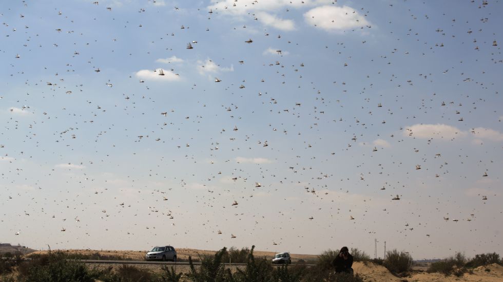 Swarms of Locusts Tormenting Middle East, Madagascar