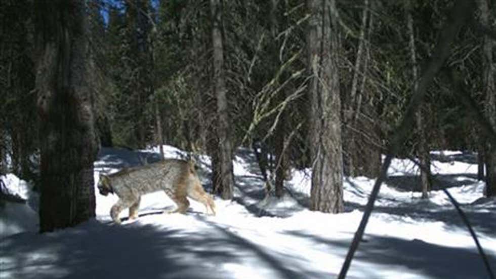 Lynx Colorada Rare Colorado Lynx Spotted On Camera | The Weather Channel