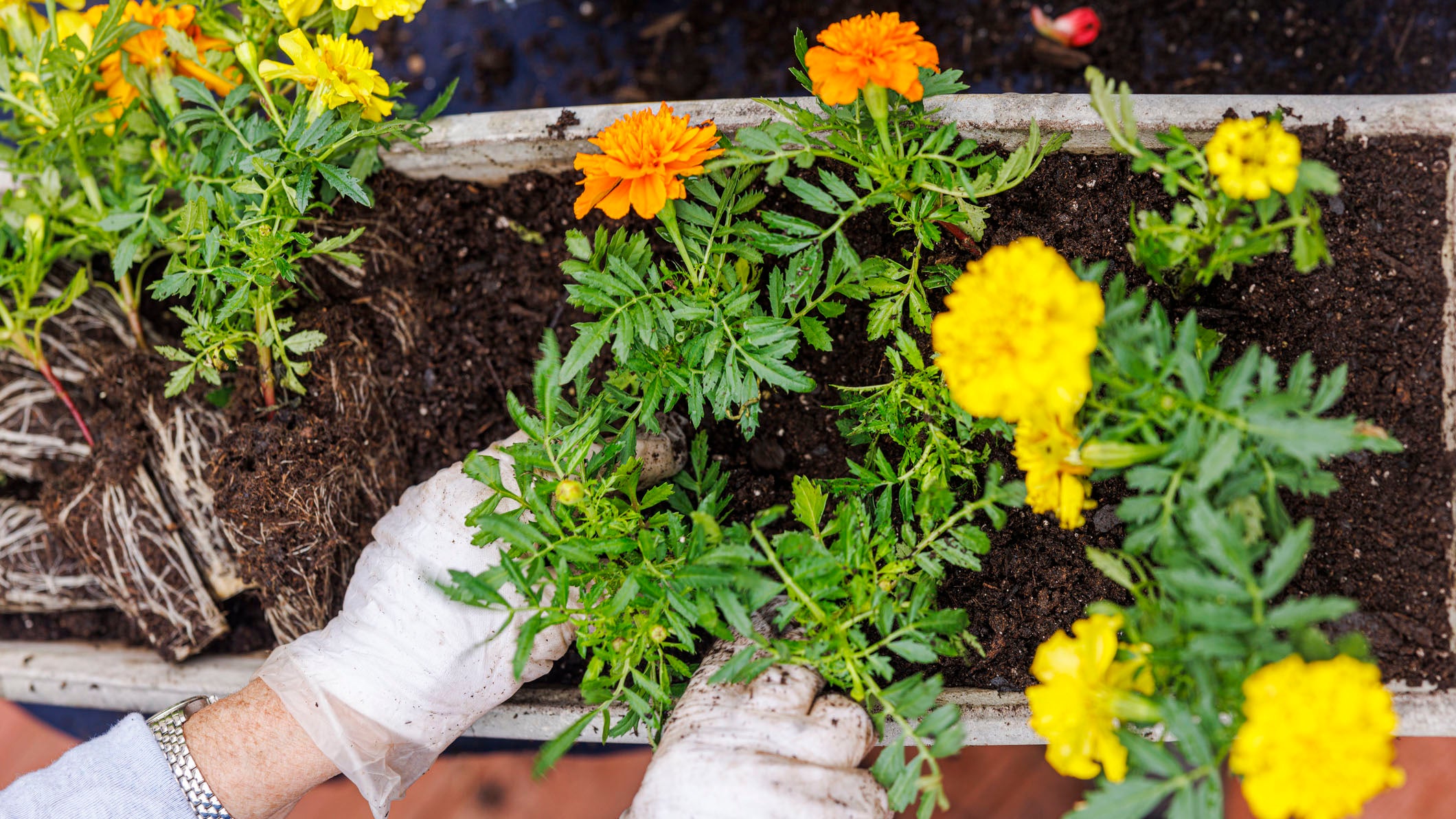 Moving yellow and orange marigolds to a new pot in spring, close-up.