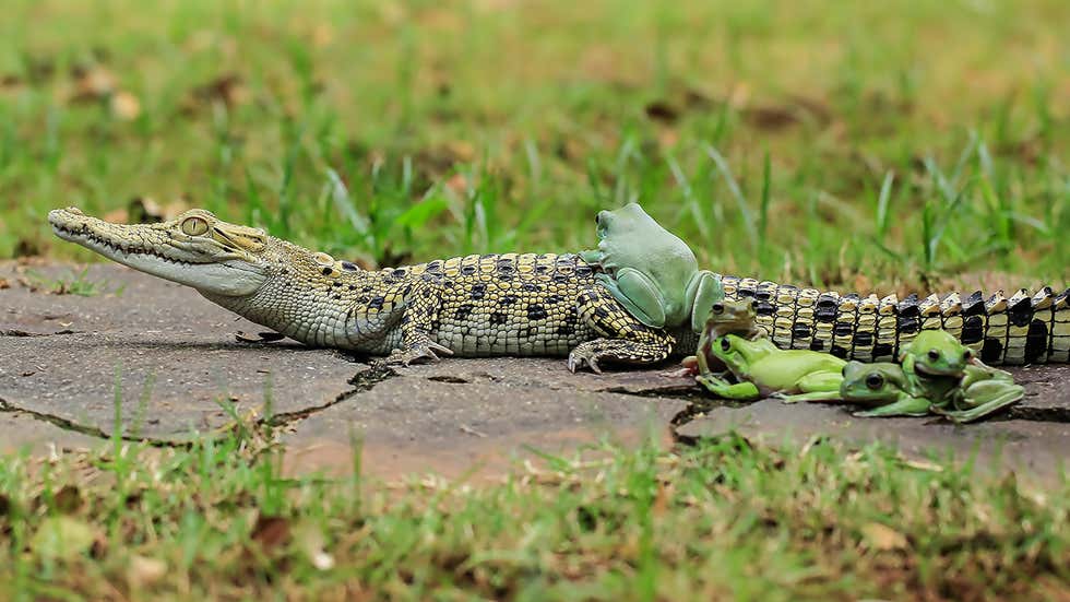 Once-in-a-Lifetime Snap: Five Frogs Riding a Crocodile (PHOTOS) | The ...