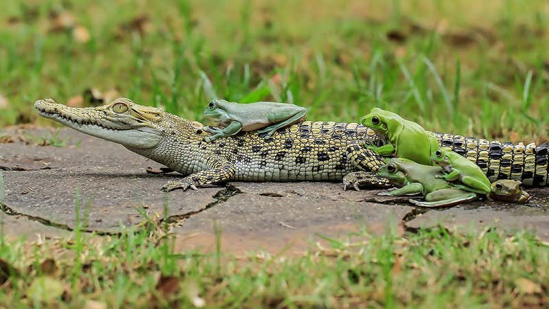 Once-in-a-Lifetime Snap: Five Frogs Riding a Crocodile (PHOTOS) | The ...