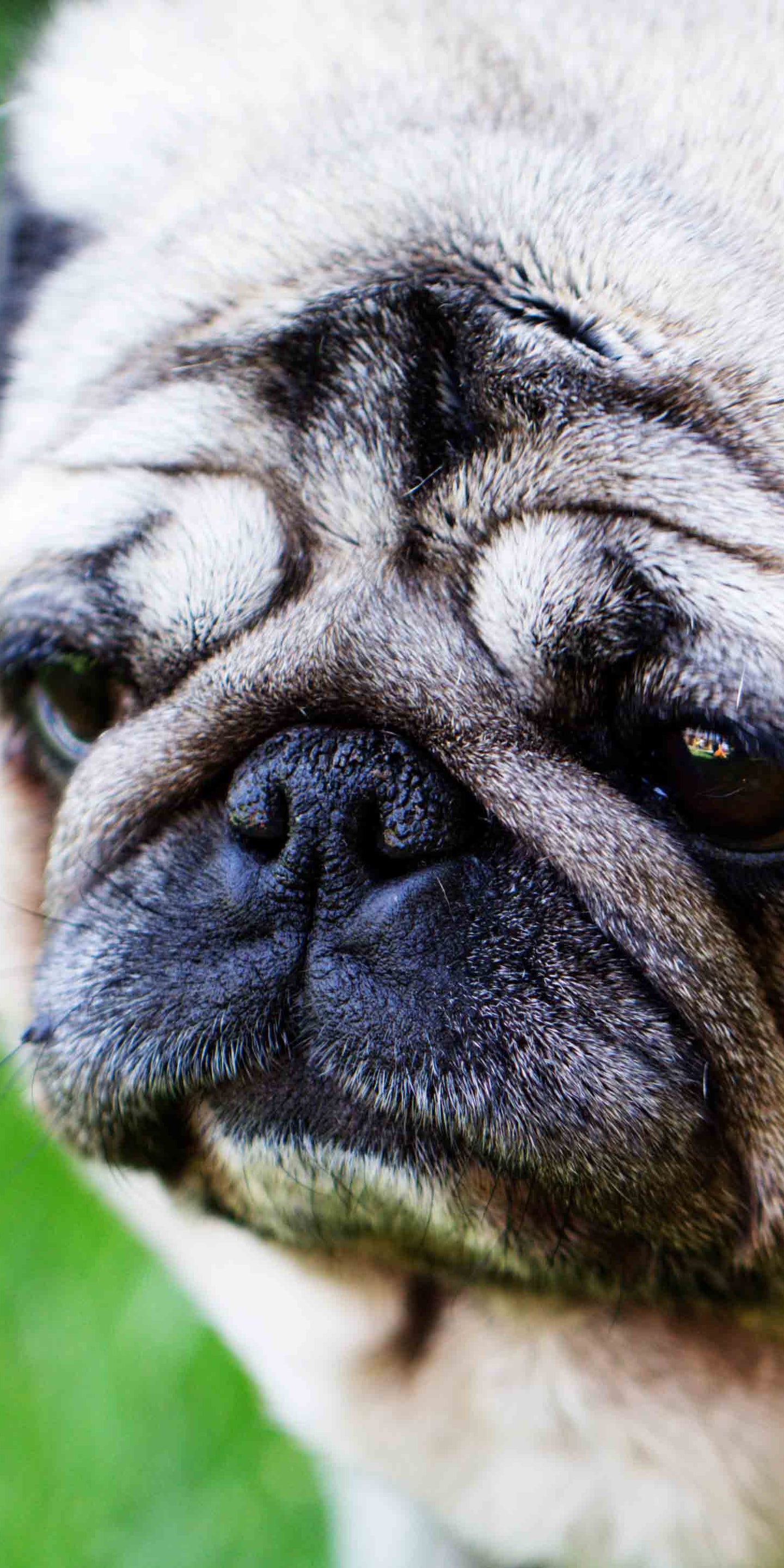 Herzwürmer Hund Behandlung