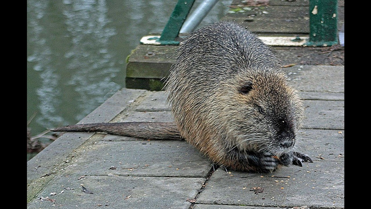 Big Rats In Louisiana