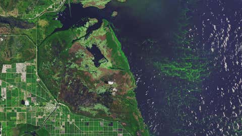 Lake Okeechobee routinely faces algae blooms. Toxic blooms in Florida resulted in states of emergency being declared in 2016 and 2018. (NASA Earth Observatory image made by Joshua Stevens, using Landsat data from the U.S. Geological Survey)