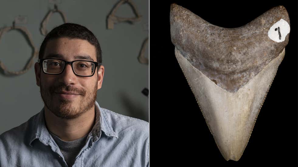 Megalodon Sharks Found to Be Bigger After High School Maths Class