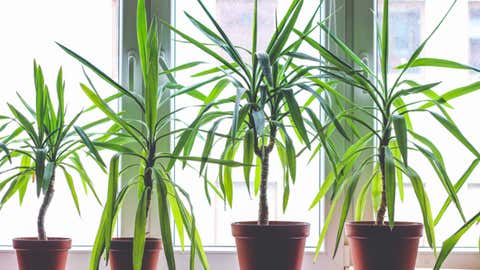 How To Keep Your Indoor Plants Alive