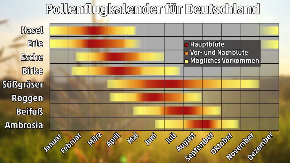 Pollenkalender Gräser – Pollenflugkalender 2024: Die wichtigsten Gräser