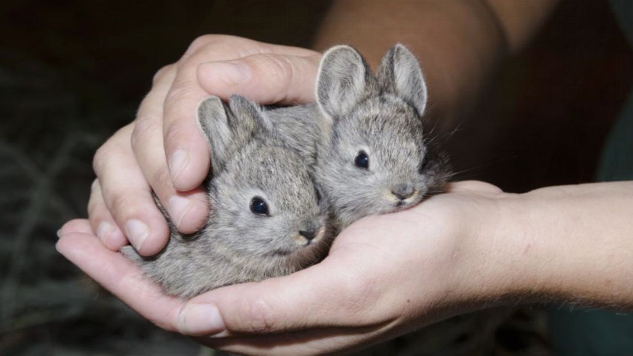 Pygmy Rabbit For Sale Baby Pygmy Rabbit