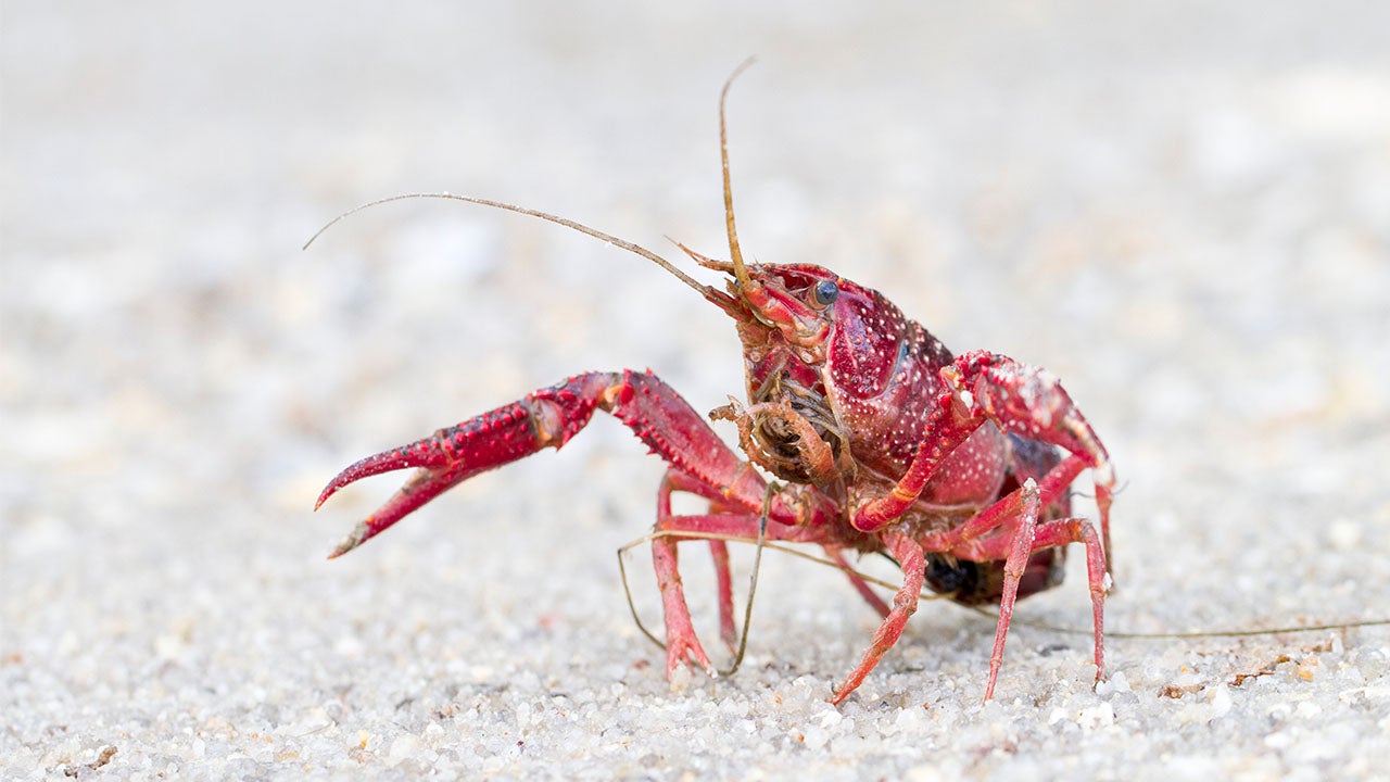 Great Lakes Threatened by Invasive Crayfish Species | The Weather Channel